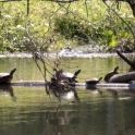 Turtle Tanning Salon 2
